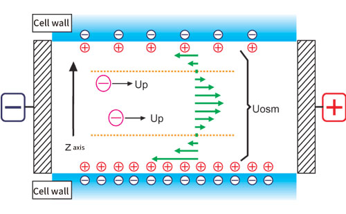 電気浸透流　-セルは通常密閉系であるため、セル壁近傍の流れは還流され、セル中心付近では逆向きの流れが生じることになる。セル内部のこの流れを電気浸透流という