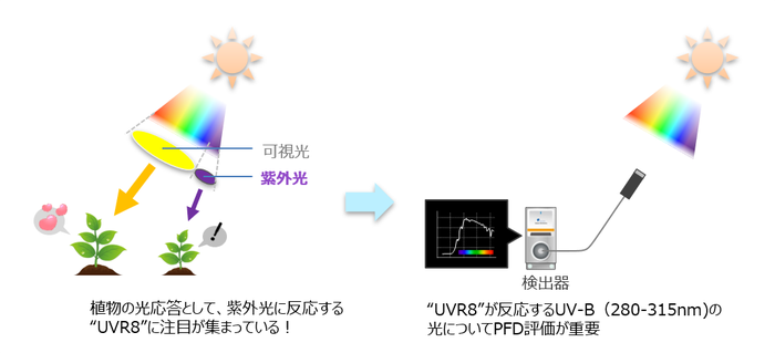 図1 紫外光による植物応答と紫外光の評価機器[1] - コピー