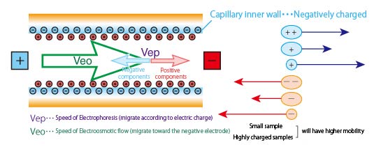 VO2: Electro-osmotic flow acting as a pump