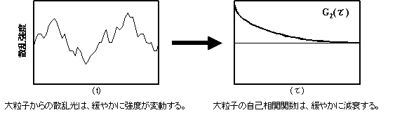 大きな粒子からの散乱光の揺らぎと自己相関関数