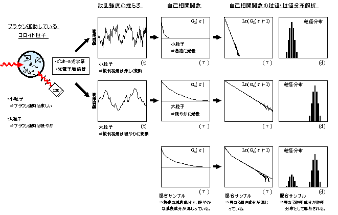 動的光散乱法の概要