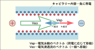 電気浸透流の流れ