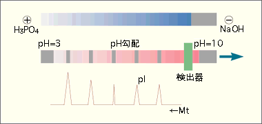 試料各成分を等電点に基づいて分離することが可能です