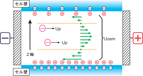 電気浸透流　-セルは通常密閉系であるため、セル壁近傍の流れは還流され、セル中心付近では逆向きの流れが生じることになる。セル内部のこの流れを電気浸透流という